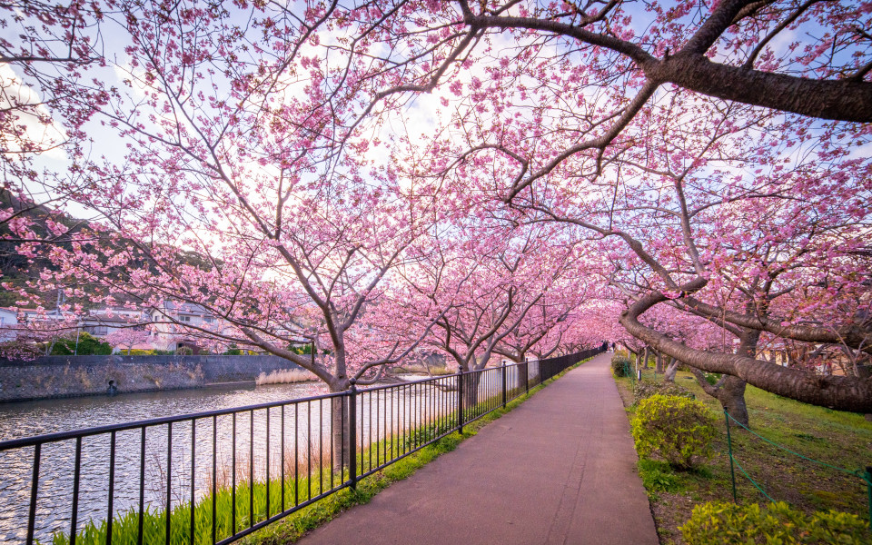Japan 